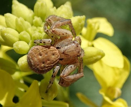 Réf. 341 498 : Xysticus sp.